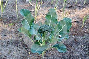 Broccoli floret blooming in garden