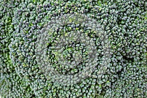 Broccoli Floret Crowns Up Close