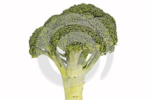 Broccoli Floret photo