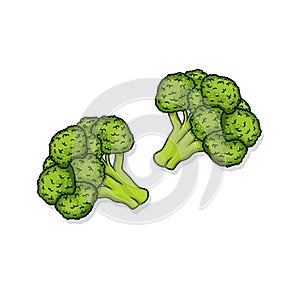 Broccoli florets illustration isolated on white background