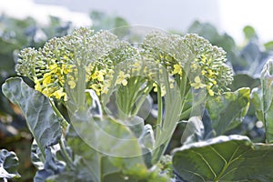 Broccoli flower