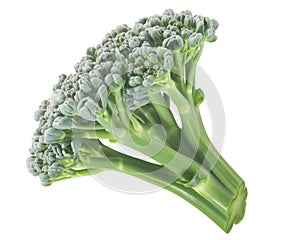 Broccoli flower head  Brassica oleracea var. italica isolated w clipping paths