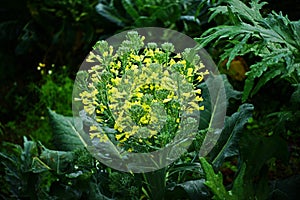 Broccoli flowers