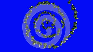 Broccoli flying in helix shape, upper view, seamless loop, Blue Screen Chromakey
