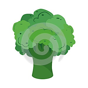 Broccoli. Garden cabbage. Vegetable culture for a healthy and delicious diet. A dietary vegetarian product.