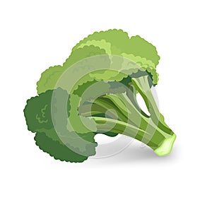 Broccoli green plant vector illustration isolated on white background.