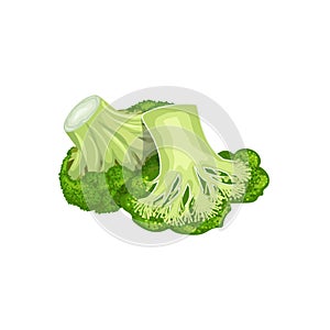 Broccoli group, whole and half. Cartoon style. Fresh farm vegetable. Eco and healthy product. Vector illustration