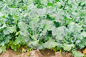 Broccoli growing in the field. fresh organic vegetables agriculture farming. farmland