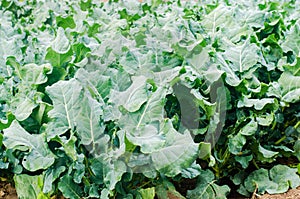 Broccoli growing in the field. fresh organic vegetables agriculture farming. farmland. green leaves close up
