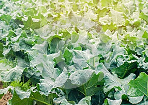 Broccoli growing in the field. fresh organic vegetables agriculture farming. farmland. green leaves close up