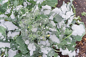 Broccoli head flower covered by snow in kitchen garden bed near Dallas, Texas