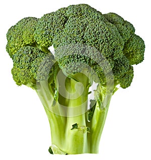 Broccoli isolated on white