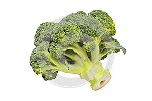 Broccoli isolated on a white background. A branch of fresh green broccoli. Healthy food