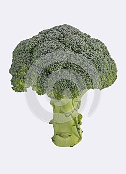 broccoli isolated on white background, raw healthy food background copy space vertical