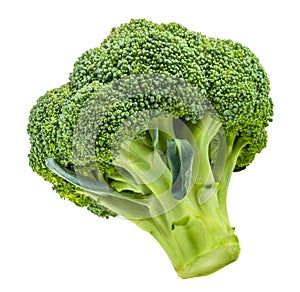 Broccoli isolated on white without shadow