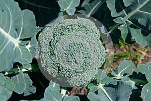Broccoli with leaves in the field. cruciferous vegetables