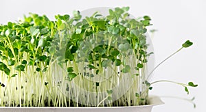 Broccoli living microgreens growing in compostable punnet with shallow depth of field photo