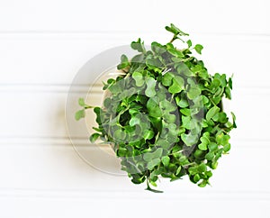 Broccoli Microgreens, superfood for the Vegan lifestyle