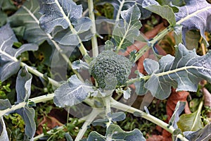 broccoli plant with flowers and green leaves