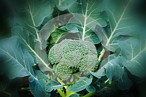Broccoli plant growing in garden - Brassica oleracea