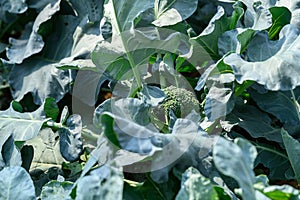 Broccoli plant growing in organic vegetable garden