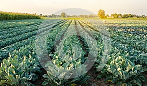 Broccoli plantations in the sunset light on the field. Cauliflower. Growing organic vegetables. Eco-friendly products. Agriculture