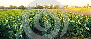 Broccoli plantations in the sunset light on the field. Growing organic vegetables. Eco-friendly products. Agriculture and farming