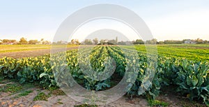 Broccoli plantations in the sunset light on the field. Growing organic vegetables. Eco-friendly products. Agriculture and farming