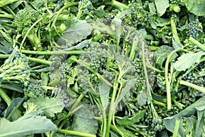 Broccoli raab, Italian Broccoli Rabe