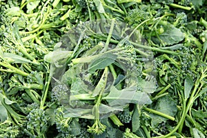 Broccoli raab, Italian Broccoli Rabe photo