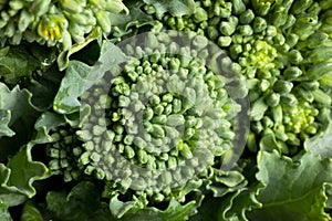 Broccoli Rabe photo