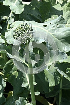 Broccoli Rabe photo