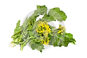 Broccoli Rabe Isolated photo