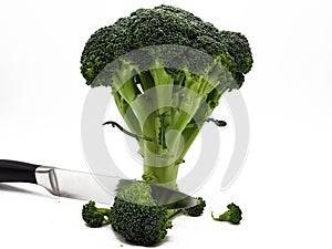 broccoli released on white background