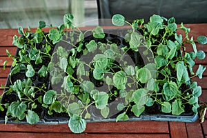 Broccoli seedings