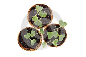 Broccoli seedlings