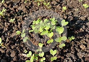 Broccoli seedlings in a farm