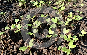 Broccoli seedlings in a nursery