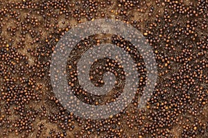 Broccoli seeds. Jute mat for seed germination