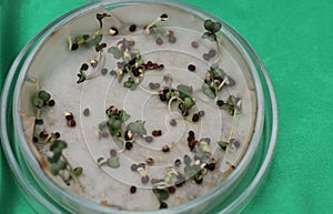 Broccoli seeds in a petrie dish