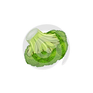 Broccoli single in cartoon style. Fresh farm vegetable. Eco and healthy product. Vector illustration