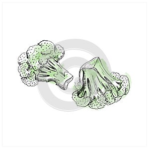 Broccoli sketch. Hand drawn vegetable green broccoli.Vector illustration, isolated on white background