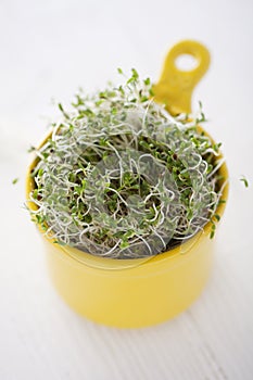 Broccoli sprouts