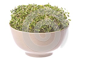 Broccoli Sprouts in Bowl Isolated