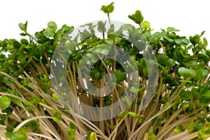 Broccoli Sprouts-Brassica oleracea