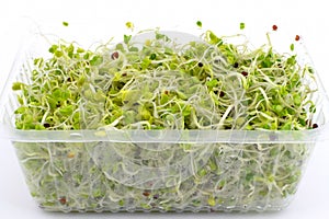 broccoli sprouts