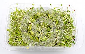broccoli sprouts