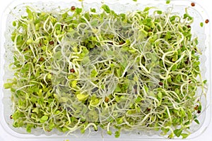 broccoli sprouts