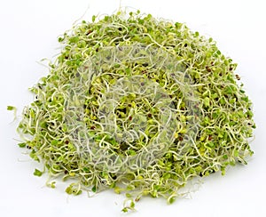 broccoli sprouts