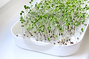 Broccoli sprouts